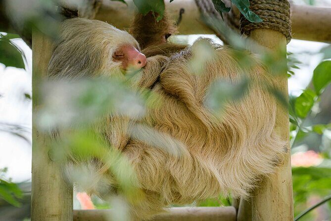 Zipline and Hanging Bridges Combo Tour in Monteverde Cloud Forest - The Experience in Detail: What You’ll Love