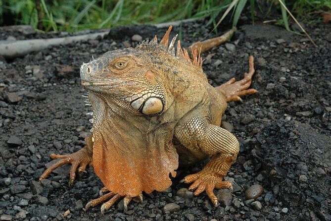 Zipline Canopy Tour from Guanacaste - Key Points