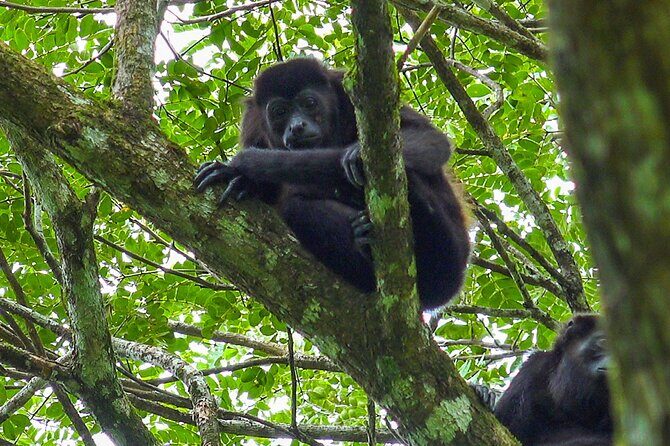 Zipline & Hanging Bridges Adventure Tour in La Fortuna - Who Will Love This Tour?