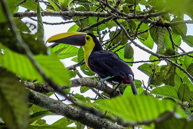 Zipline & Hanging Bridges Adventure Tour in La Fortuna - Frequently Asked Questions