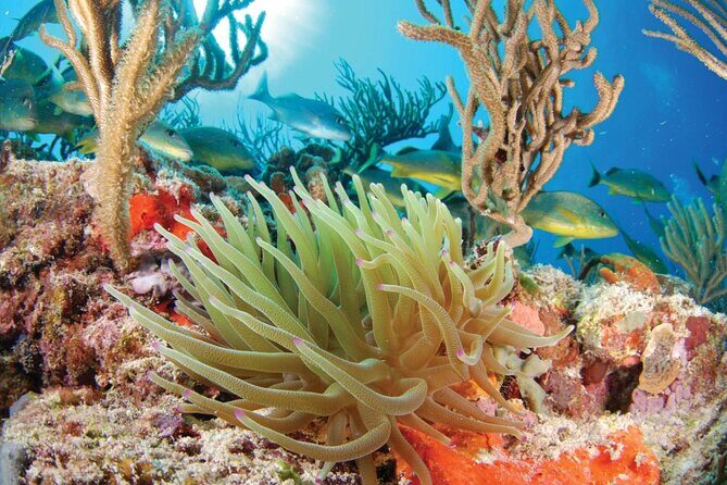 Ziplines Snorkeling and Cavern Adventure in Riviera Maya - Who Is This Tour Best For?