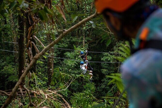 Ziplining Cape Tribulation with Treetops Adventures - In-Depth Review: What to Expect from Cape Tribulation’s Ziplining Adventure