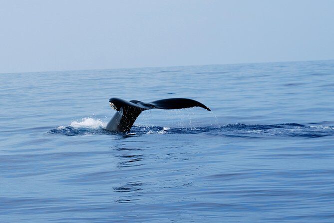 Zodiac Raft Whale Watching Adventure - Key Points