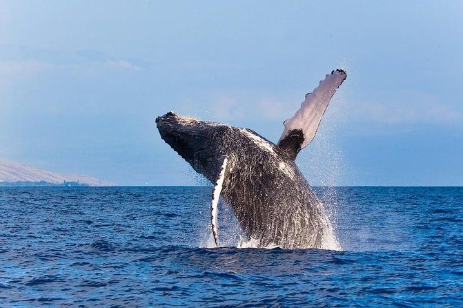 Zodiac Raft Whale Watching Adventure - Final Thoughts: Is This the Right Tour for You?