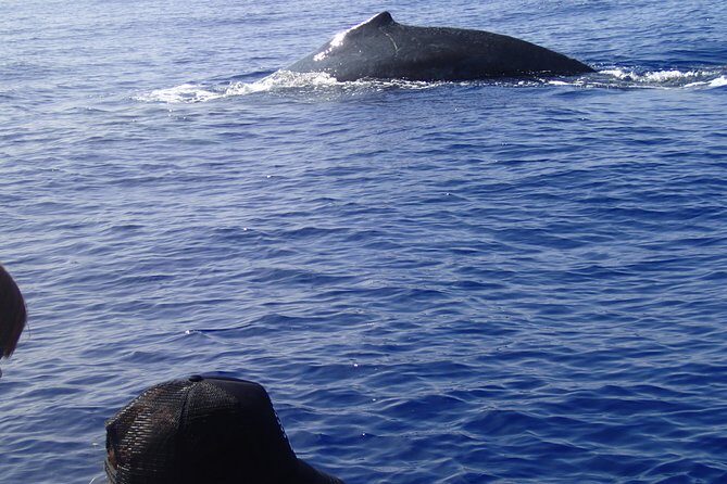 Zodiac Raft Whale Watching Adventure - Frequently Asked Questions (FAQs)