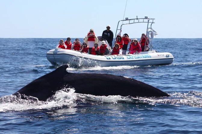 Zodiac Whale-Watching Adventure in Los Cabos - Key Points