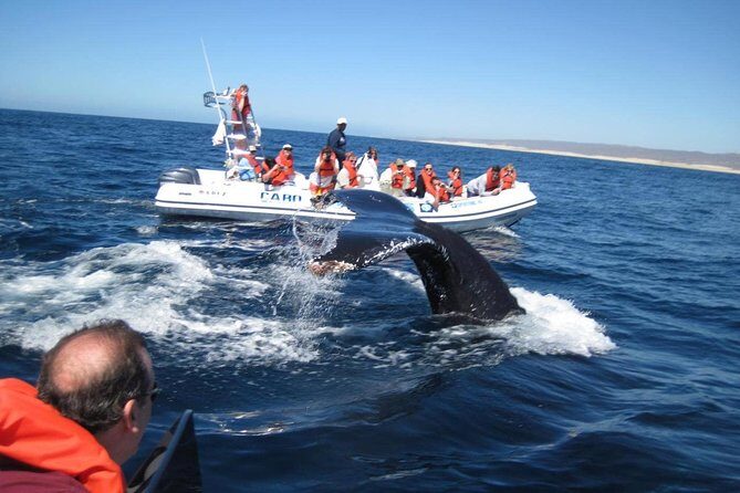 Zodiac Whale-Watching Adventure in Los Cabos - An In-Depth Look at the Zodiac Whale-Watching Tour