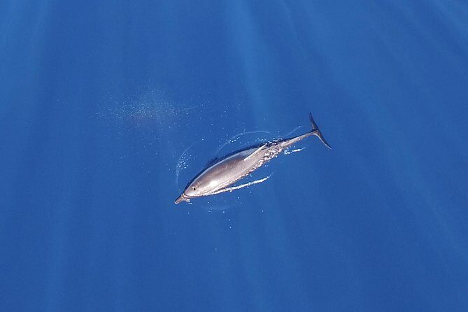 Zodiac Whale Watching Adventure - Incl FREE photos - A Closer Look at the Zodiac Whale Watching Adventure