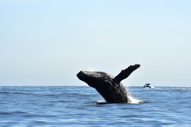 Zodiac Whale Watching Adventure - Incl FREE photos - Who Will Love This Tour?