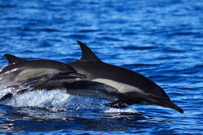 Zodiac Whale Watching Adventure - Incl FREE photos - Extensive Review of the Experience