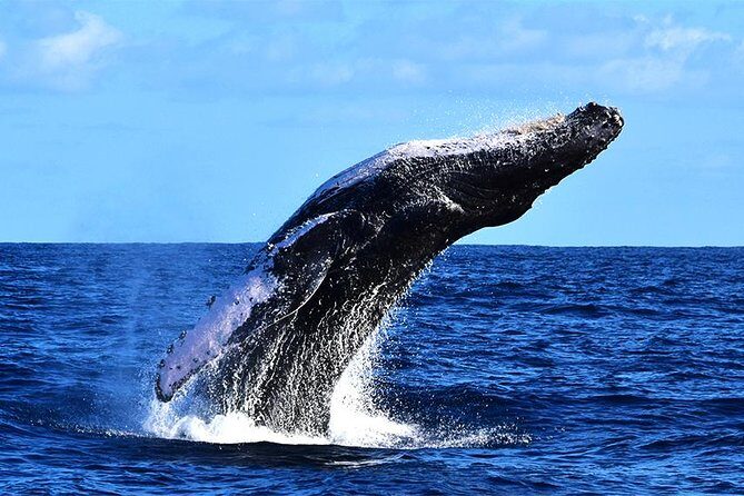 Zodiac Whale Watching Adventure - Incl FREE photos - Who Is This Tour Best Suited For?
