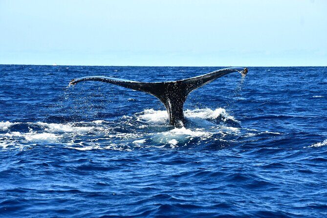 Zodiac Whale Watching Adventure - Incl FREE photos - FAQs