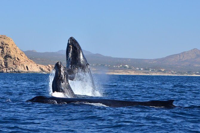 Zodiac Whale Watching Adventure - Incl FREE photos - Final Word