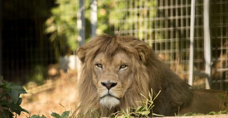 Zoo al Maglio: 1-Day Ticket for the Jungle of Ticino - An In-Depth Look at Zoo al Maglio