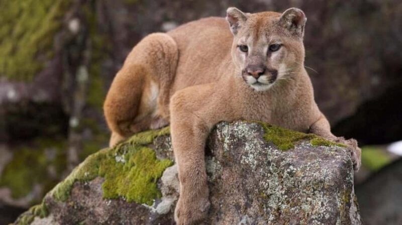 Zoo: Animal Sanctuary and Condor Flight in Cusco - Key Points