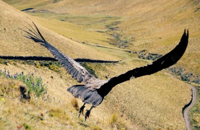 Zoo: Animal Sanctuary and Condor Flight in Cusco - Practical Tips for Visitors