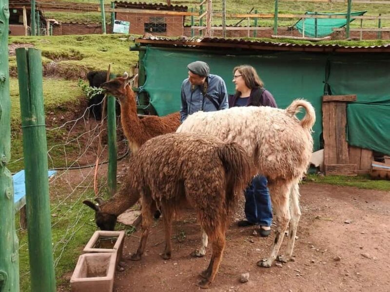 Zoo: Animal Sanctuary and Condor Flight in Cusco - FAQ