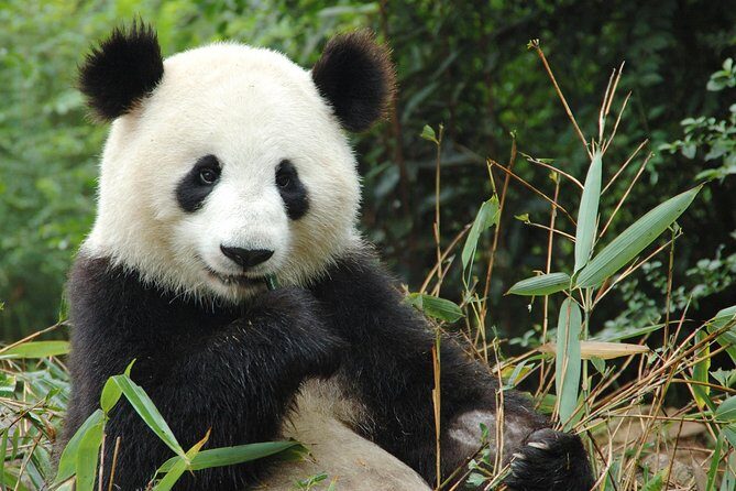 Zoo Of Beauval - Private Trip - Exploring the Details: What to Expect on Your Day Trip