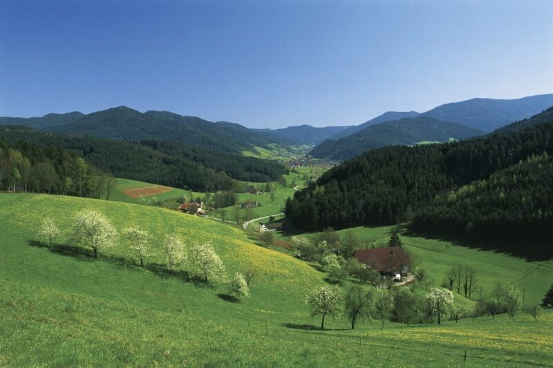 Zurich: Black Forest, Titisee, and Rhine Falls Bus Day Trip - Who Should Consider This Tour