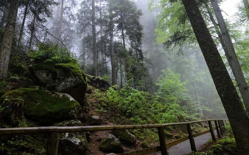 Zürich/Lucerne: Rhine Falls, Titisee & Black Forest Day Trip - Exploring Switzerland’s Natural and Cultural Gems in a Day