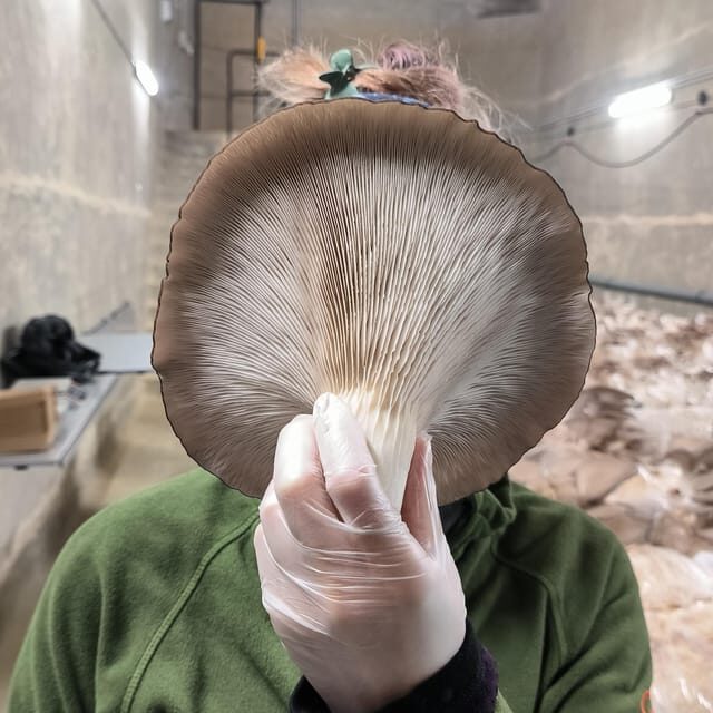 Zurich's best-kept secret: the hidden world of mushrooms! - Exploring Zurich’s Hidden Mushroom World: A Practical Guide