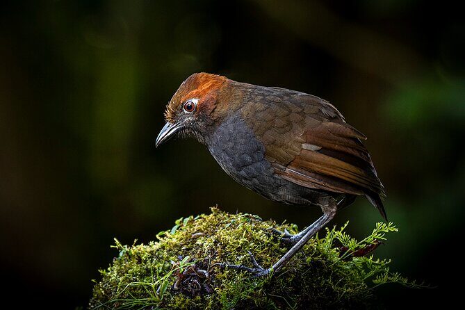 Zuroloma Photo and Bird Watching Private Tour - Food, Support, and Conservation